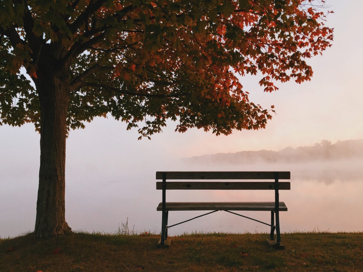 An empty bench looking out at a misty lake, next to a large tree.