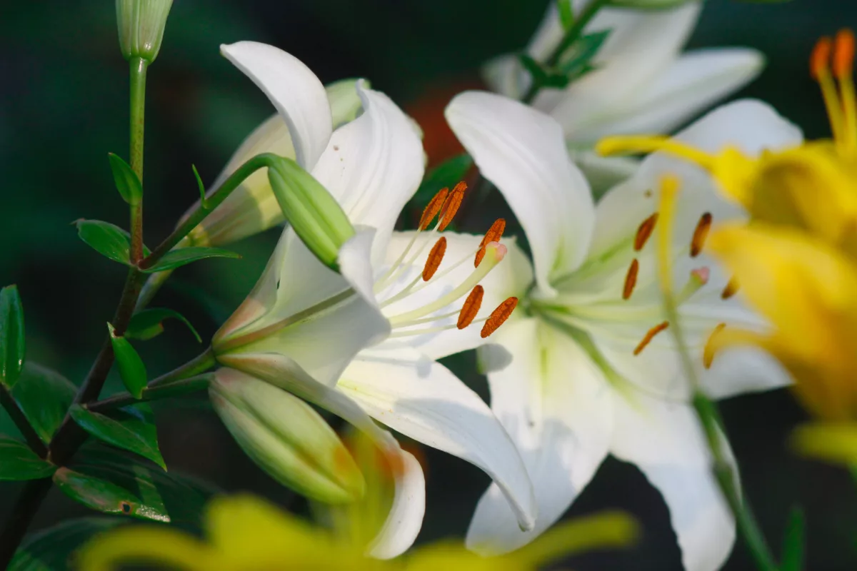 White lilies in sunshine