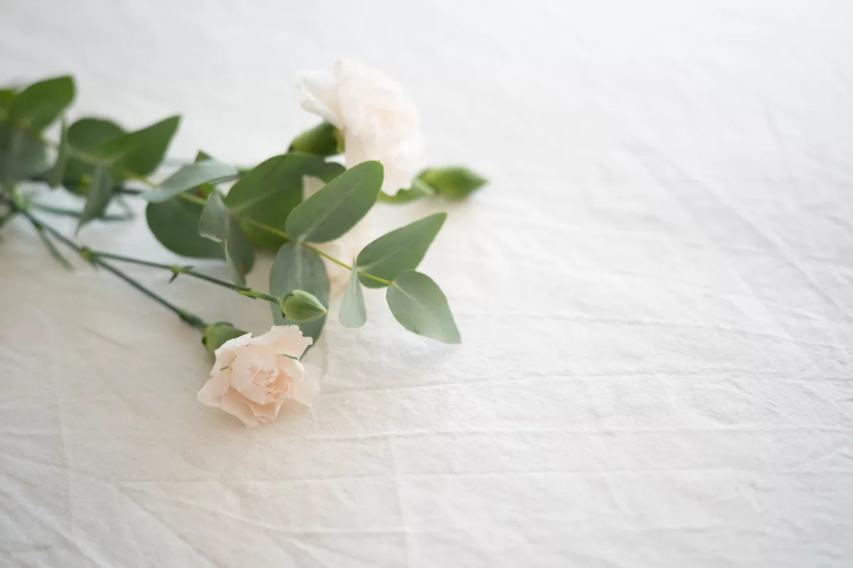 A single white flower on a white sheet